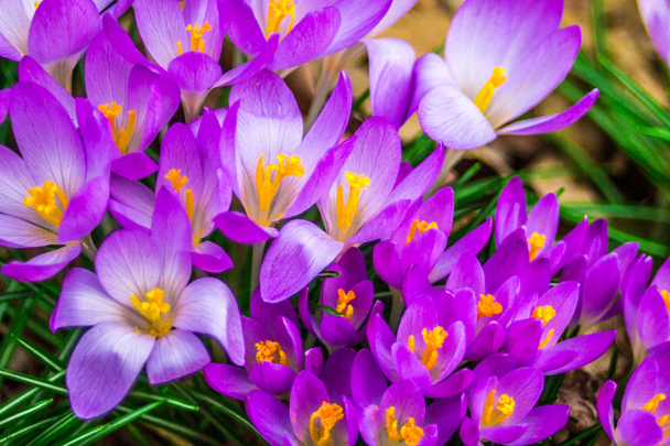 Crocus, meervoud Krokussen of croci is een geslacht van bloeiende planten uit de familie van de iris. Een enkele crocus, een bos van krokussen, een weide, close-up - Foto, afbeelding