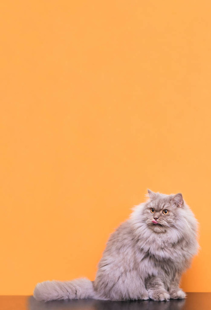 Gray fluffy cat lies on a pink pastel background, licked and looks up on copyspace. Cat is lying and washed, isolated on a pink background. Pets concept. Copyspace - Photo, Image