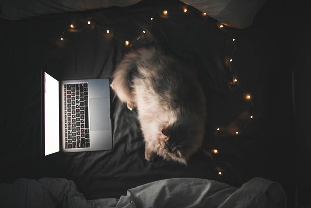 Spící šedá kočka lehne na postel v útulné místnosti, se dívá na obrazovku notebooku a zavře oči. Kočka a notebooku v ložnici na posteli. Kotě hodinky film na displeji notebooku. Pohled shora. - Fotografie, Obrázek