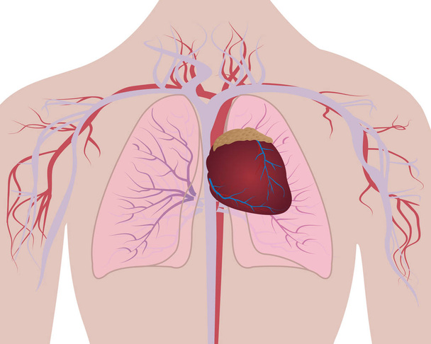 Pulmones y sistema cardiovascular del corazón en un cuerpo humano
 - Vector, imagen