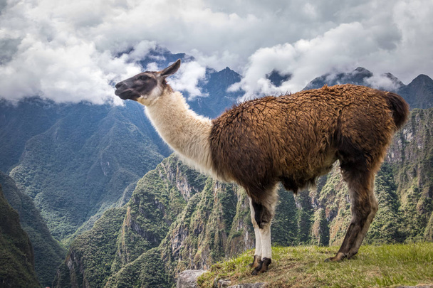 Лами в Мачу-Пікчу Інків руїни - священне долини, Перу - Фото, зображення