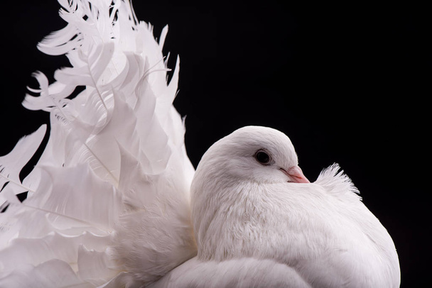 White pigeon, close-up. White pigeon  isolated on white background. - Foto, afbeelding