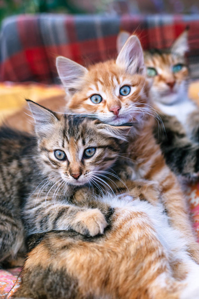 Kaksi kissanpentua ja heidän äitinsä huopalla
. - Valokuva, kuva