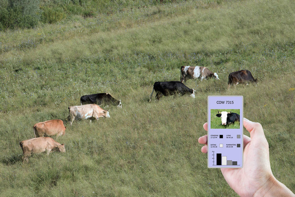 За допомогою сучасних технологій в сільському господарстві визначають, скільки часу корова їла, лежала, ходила і стояла. Інформація виводиться на смартфон
. - Фото, зображення