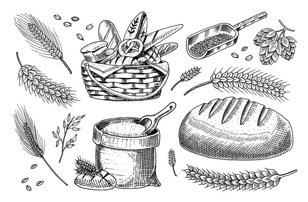 Set of wheat and Cereals. Barley and Malt Rye seeds for making bread, Beer and bakery products. Whole grains,bag of flour and organic farmer oat harvest. Hand drawn Vintage sketch. - Vector, Imagen