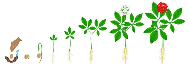 Cycle of growth of a ginseng (Panax ginseng) plant on a white background. - Vector, Image