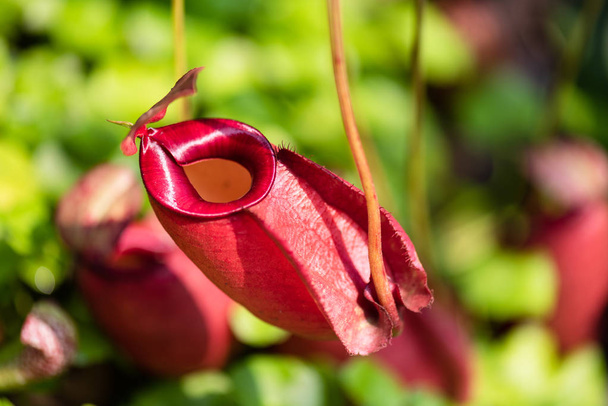 Közelkép a Nepenthes néven trópusi növények Dobó vagy majom csésze növényi óvoda kerti veszélyes üzem rovar. - Fotó, kép