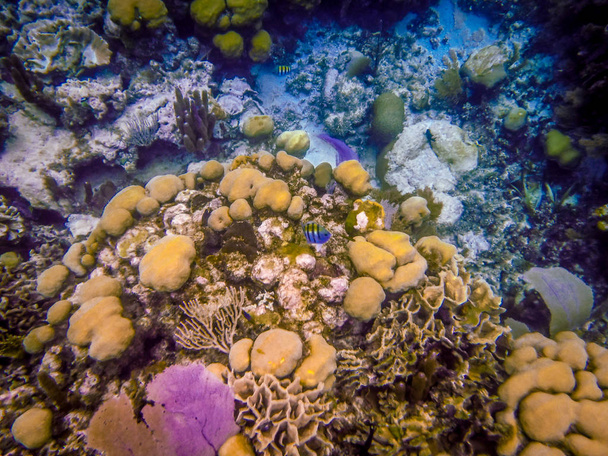 Μπελίζ υποβρύχια κοραλλιογενείς υφάλους και τα ψάρια - Φωτογραφία, εικόνα
