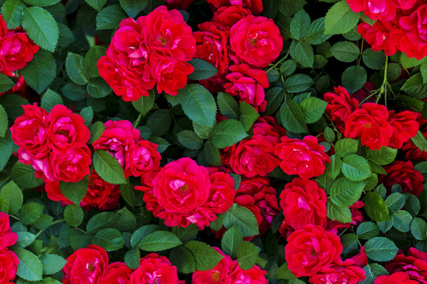 rote Blüten und grüne Blätter - Foto, Bild