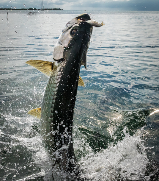 Pescado sábalo saltando del agua - Caye Caulker, Belice
 - Foto, Imagen