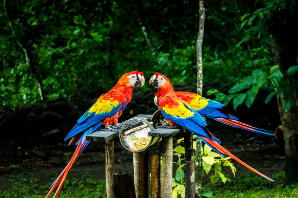 Scarlet Macaws eating - Copan, Гондурас
 - Фото, изображение