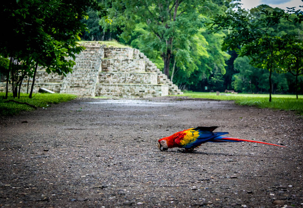Scarlet Macaw presso le rovine Maya Sito archeologico - Copan, Hondur
 - Foto, immagini