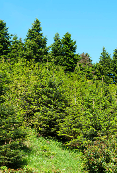 Pine forest in summer time - Fotoğraf, Görsel