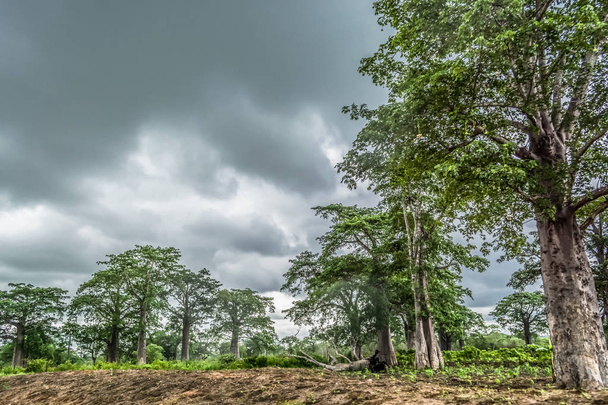 Podróż przez ziemie Angoli 2018: widok z typowy tropikalny krajobraz, baobab drzewa i inne rodzaje roślinności, pochmurnego nieba jako tło - Zdjęcie, obraz
