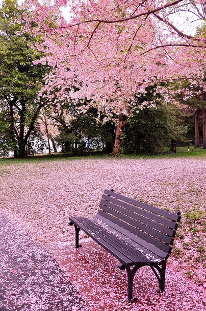Tempo de flor de cerejeira
 - Foto, Imagem