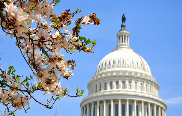 US Capitol in Magnolia bloom - Foto, afbeelding