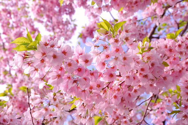 Fleur de cerisier - Photo, image