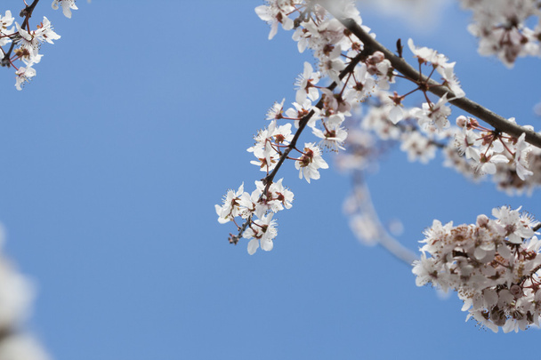 Весна
 - Фото, зображення