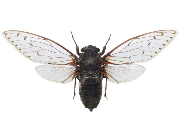 Cicada gigante Pomponia Intermedia aislada en blanco
 - Foto, imagen