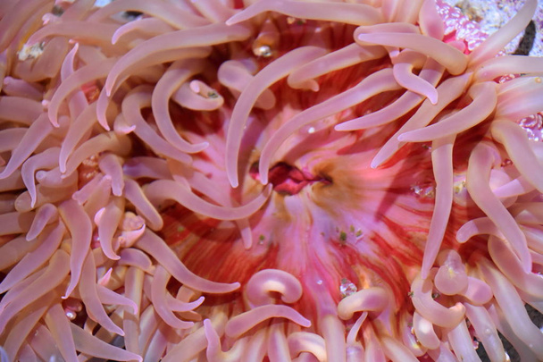 Anemone marino in acqua
 - Foto, immagini
