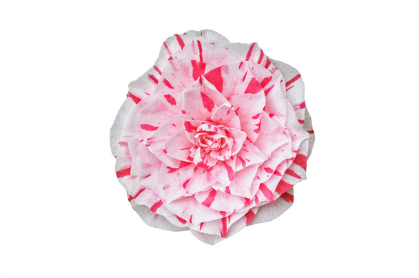 pink camellia flower isolated on white - Photo, Image