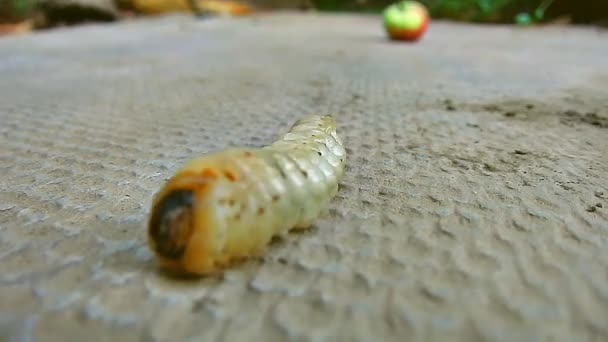 Een gigantische rups is een grote larve (cerambycidae, longhorned kever) en een appel. Close-up. - Video