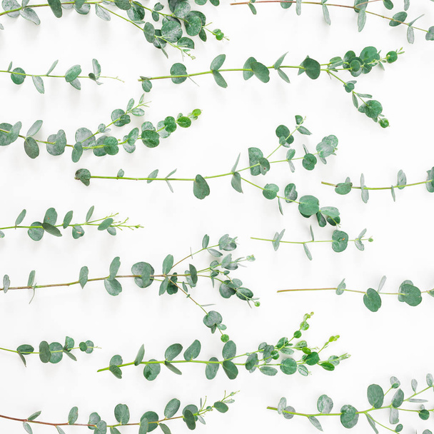 Bloemen patroon met eucalyptus takken op witte achtergrond. Platte lay, bovenaanzicht - Foto, afbeelding