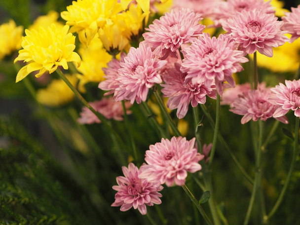 rosa gelbe Blume afrikanisches Gänseblümchen transvaal daisy gerbera aurantirca mehrjährige Kräuter ligulate anther pollenkorn - Foto, Bild