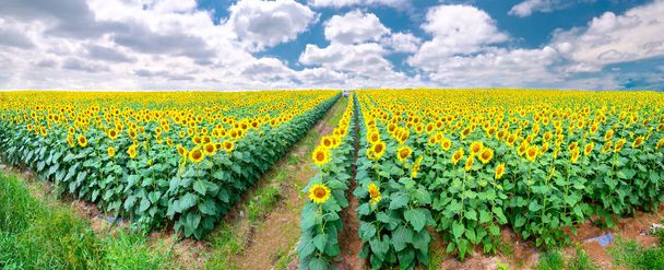 Panorama of the sunflower fields and a beautiful sky to welcome the new day of peace - Photo, Image