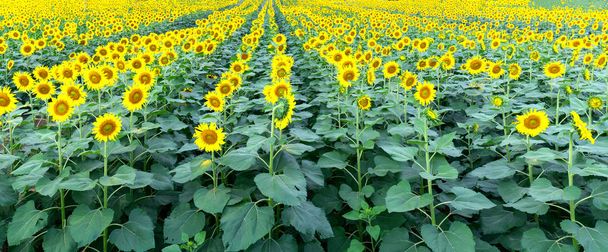 Close up of sunflower fields with blooming flowers like the sun shining in organic farms - Photo, Image