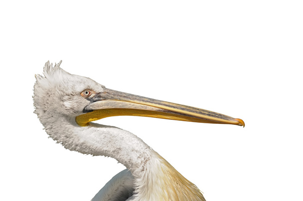 Kopf des dalmatinischen Pelikans pelecanus crispus - Foto, Bild