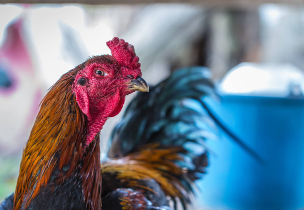 büyük boy büyük renkli güzel tavuk - Fotoğraf, Görsel