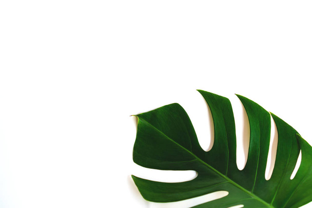 Monstera leaf isolated on white background in flat lay style and top view. Palm leaf, Real tropical jungle foliage Swiss cheese plant. - Φωτογραφία, εικόνα