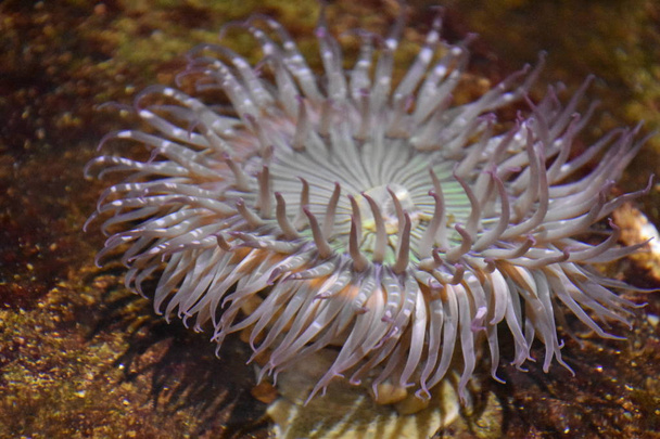 Anemone marino in acquario
 - Foto, immagini
