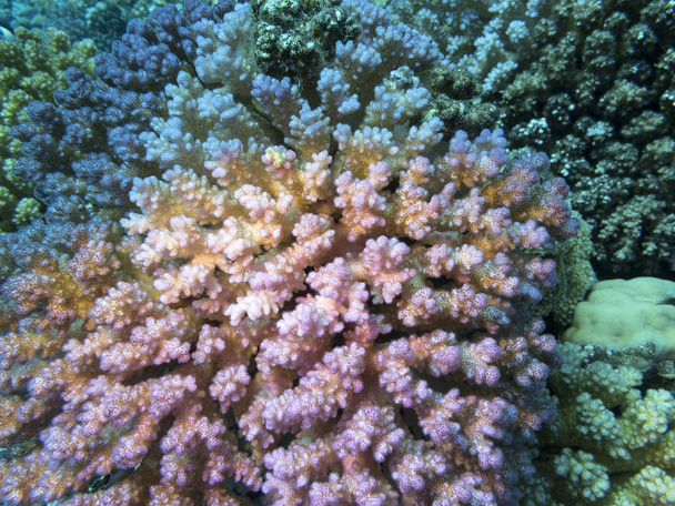 Renkli mercan resif alt tropikal deniz, pembe sert mercan acropora, sualtı manzara - Fotoğraf, Görsel