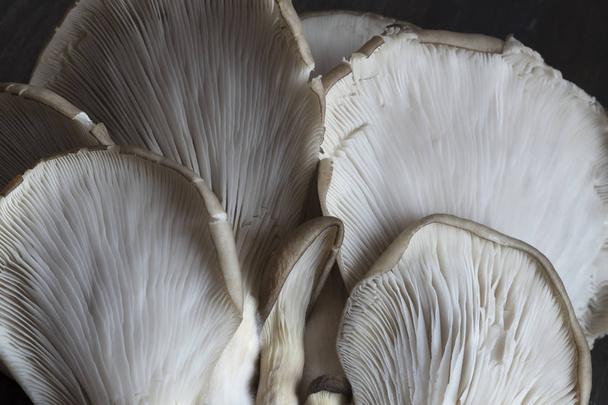Oyster mushrooms close up - Foto, afbeelding