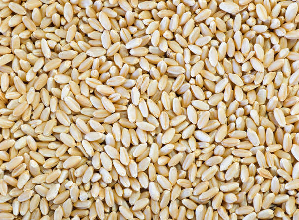 Wheat grains - Photo, Image