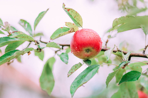 red apple fruit on a branch in the garden - Photo, image
