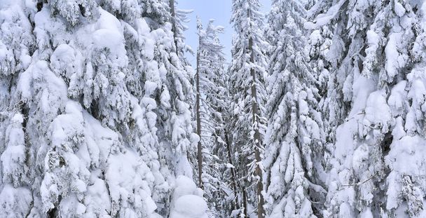 Bosque de coníferas de invierno en una ladera de montaña
. - Foto, imagen
