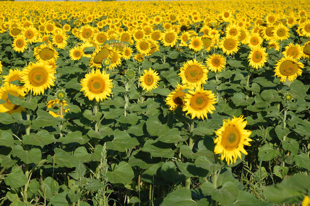 zonnebloem veld - Foto, afbeelding