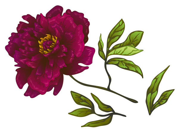 Vector Burgundy peony floral botanische bloem. Gegraveerde inkt art. Geïsoleerde pioenrozen afbeelding element. - Vector, afbeelding
