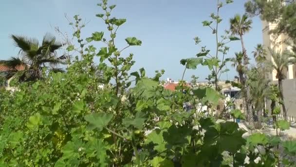 Grünpflanzen in Zeitlupe - Filmmaterial, Video