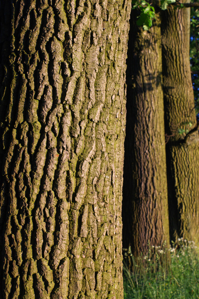 Meşe ağacı kabuğu deseni - Fotoğraf, Görsel