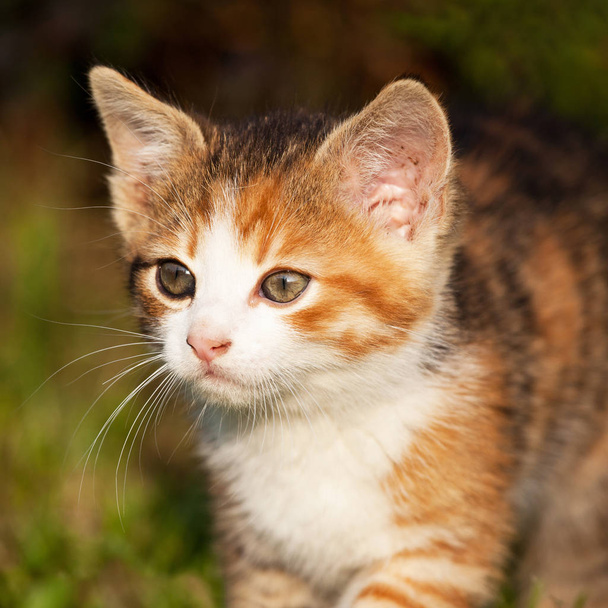 Portrait of nice kitten - Fotó, kép