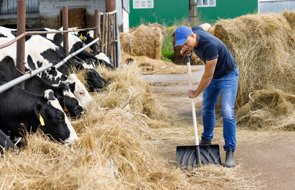положительный фермер с коровами на заднем плане на ферме
 - Фото, изображение