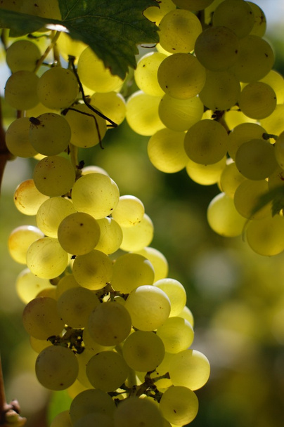 Vin raisin blanc
 - Photo, image