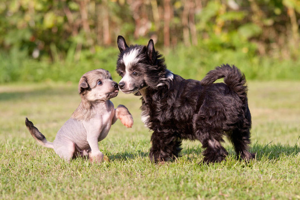Two young chinese crested dog playing together - Foto, Bild
