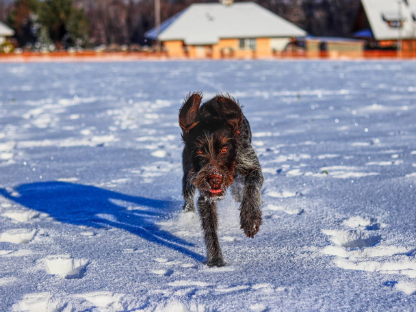 Um cão fêmea brincalhão correndo na neve e apreciá-lo. Um Boêmio Cabelo de Arame Apontando Griffon ou korthals griffon pulando e frolick ao ar livre, em algum prado
. - Foto, Imagem