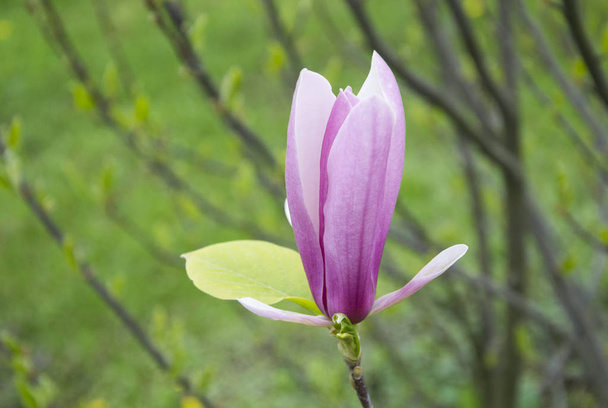 Rózsaszín virágos Magnolia virágzó fák háttere. - Fotó, kép
