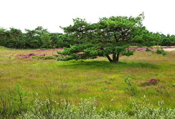 heather and green grass landscape - Fotografie, Obrázek